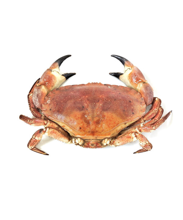 Cornish Crab (Whole)